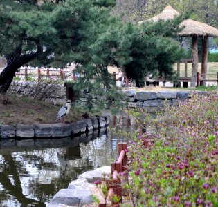 Yeouido Park Spring 2016