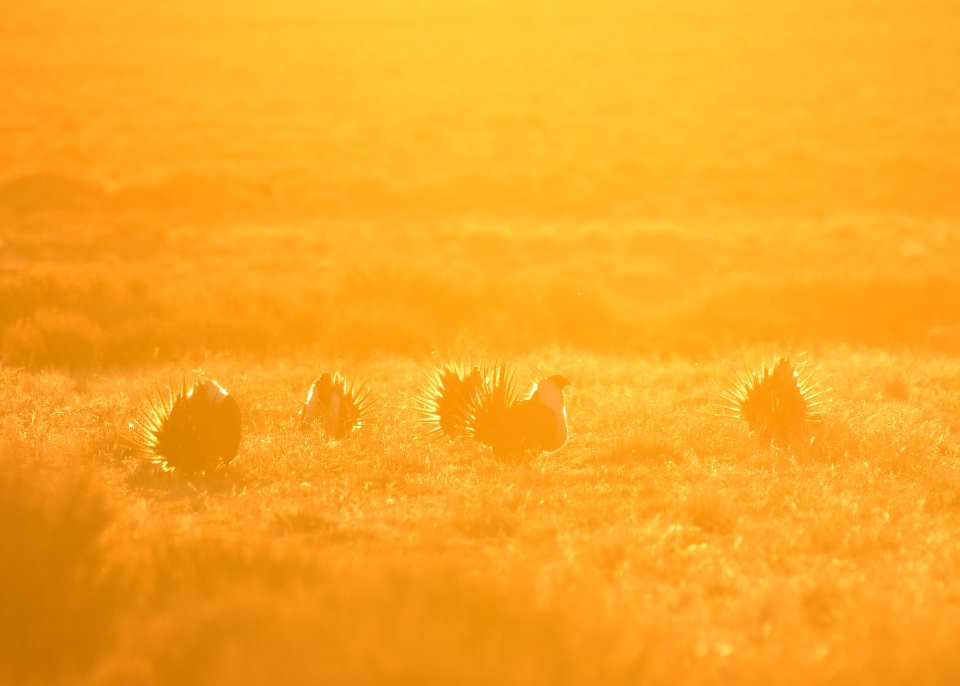 Greater sage-grouse near Seedskadee National Wildlife Refuge