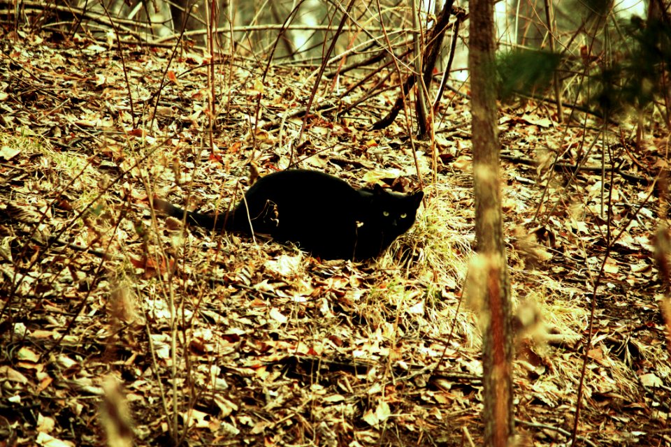 Black cat in the Central Park