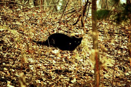 Black cat in the Central Park