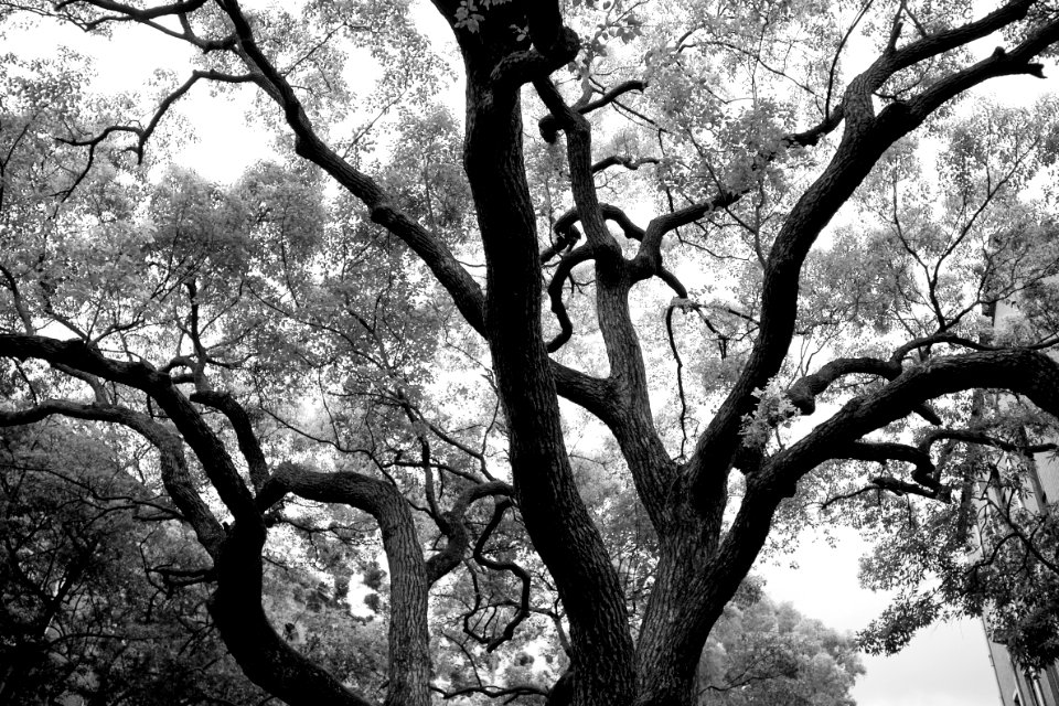 Camphor tree 3