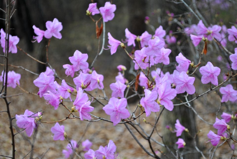 Yeouido Flower Festival