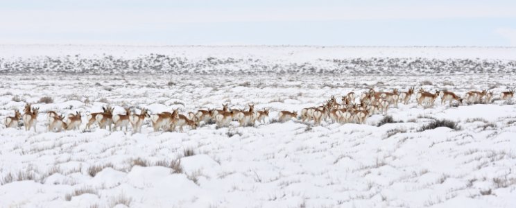 Pronghorn at Seedskadee National Wildlife Refuge