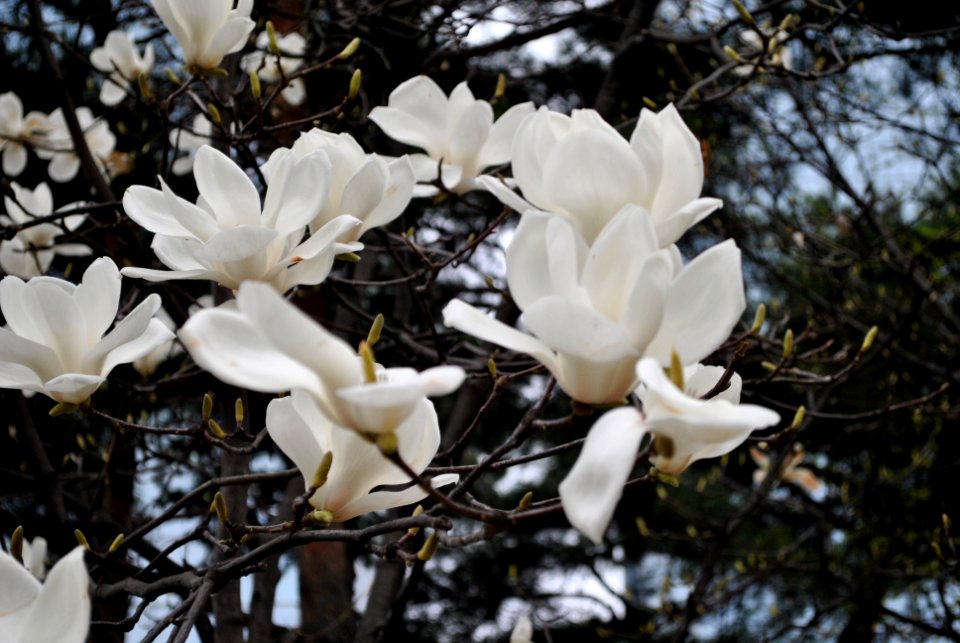 Yeouido Park Spring 2016