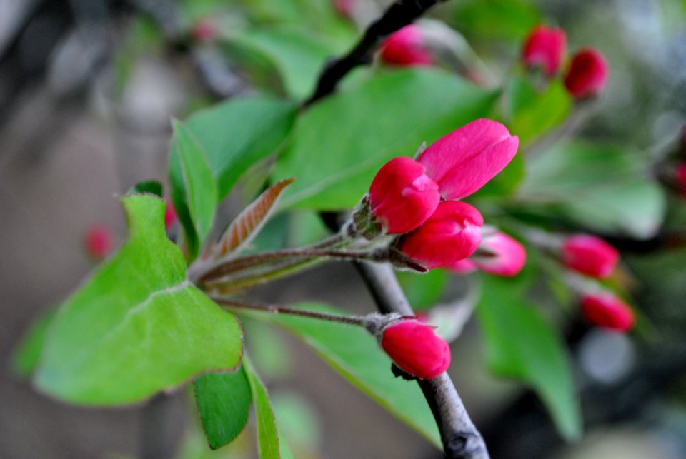 Yeouido Park Spring 2016