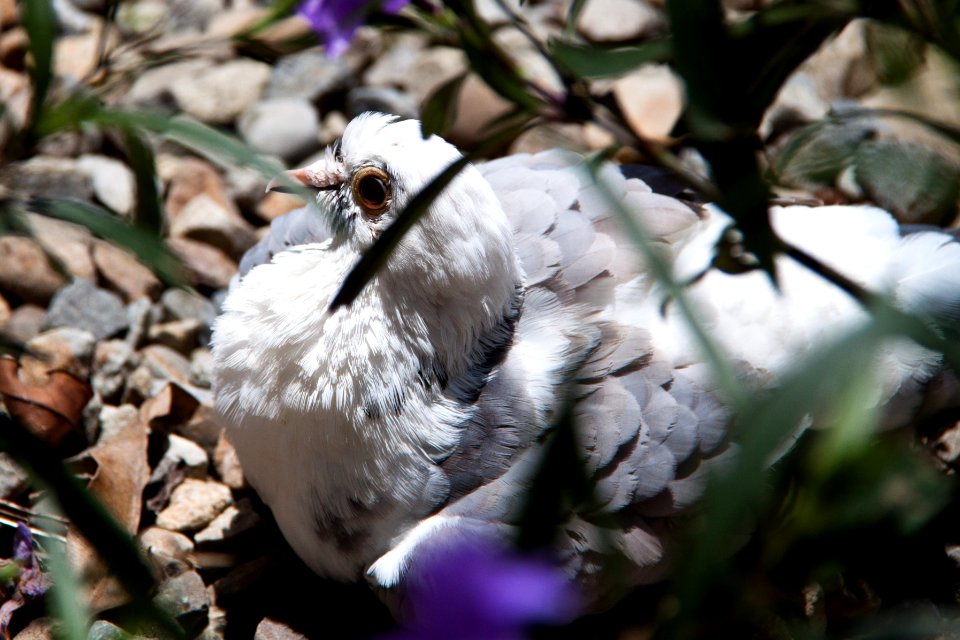 Bird Sunning