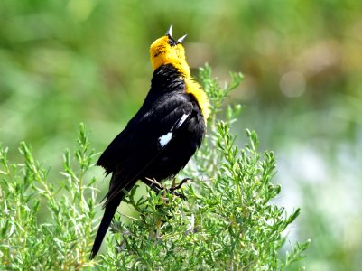 Yellow headed blackbird at Arapaho National Wildlife Refuge