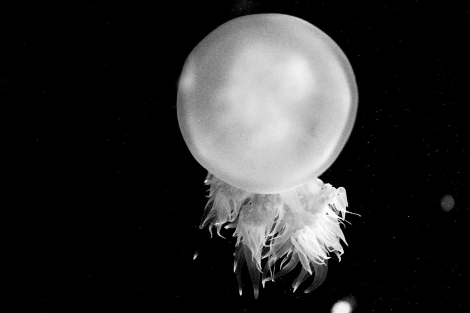 Jellyfish