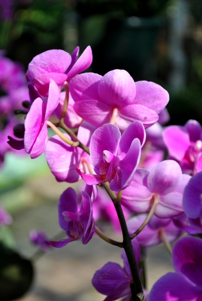 Asan Botanical Garden