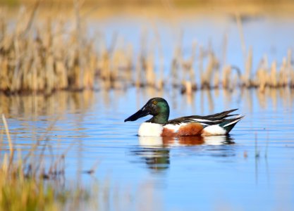 Northern shoveler on Seedskadee National Wildlife Refuge