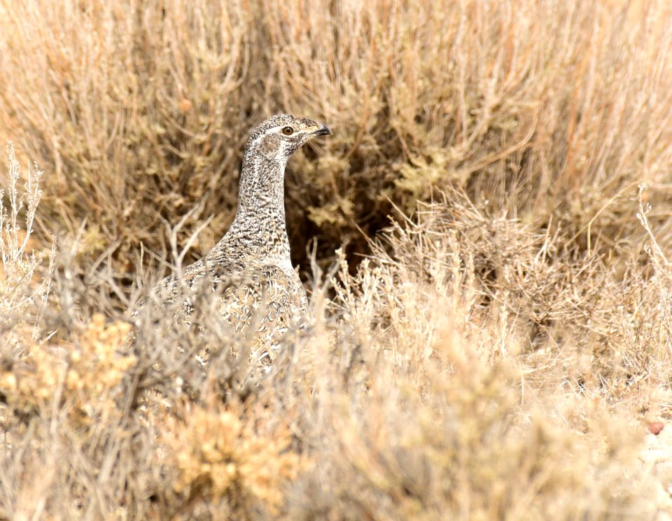 Greater sage-grouse at Seedskadee National Wildlife Refuge
