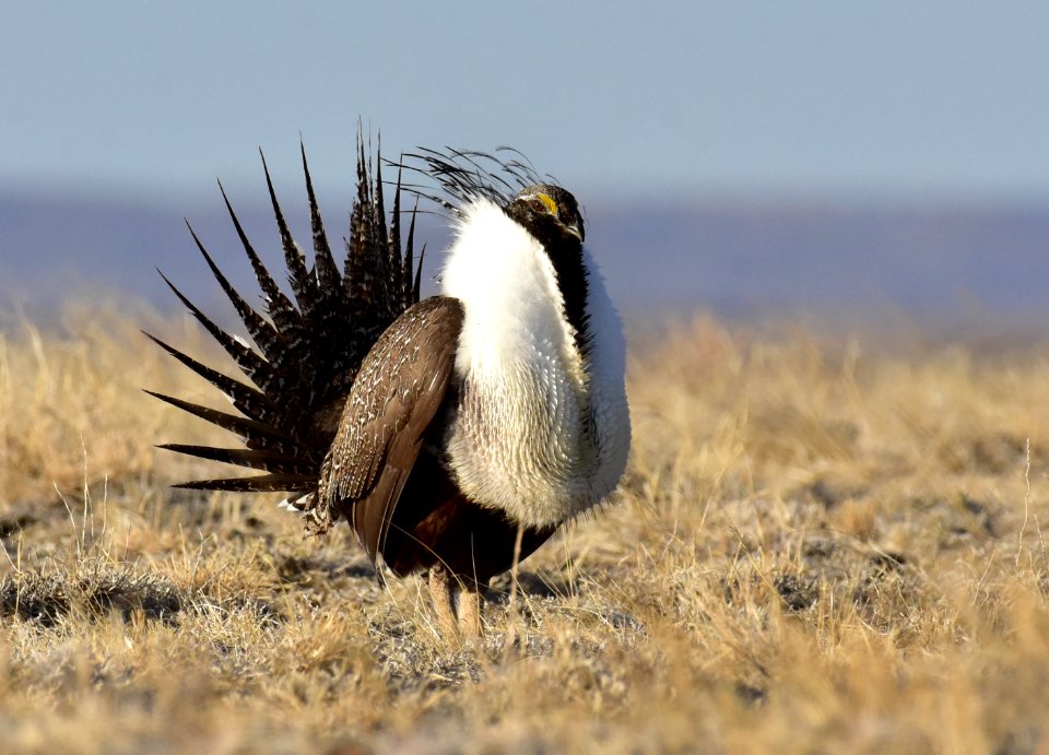 Greater sage-grouse near Seedskadee National Wildlife Refuge