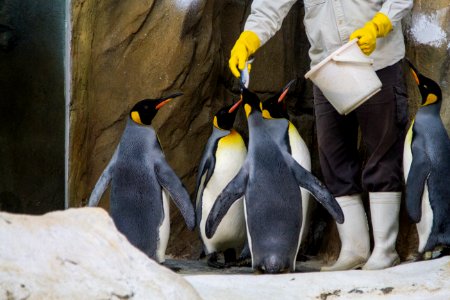 Feeding King penguin