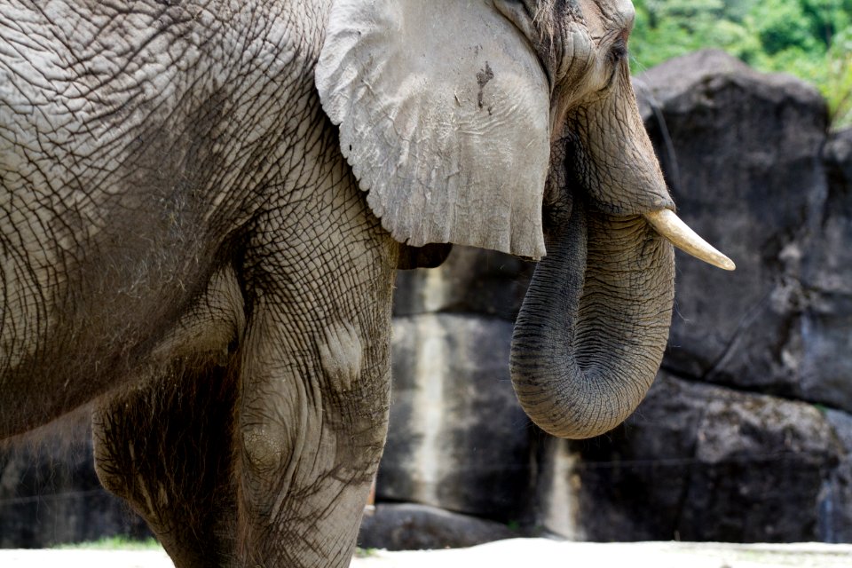 Elephant 大象