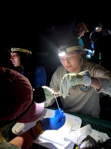 Bat research photo