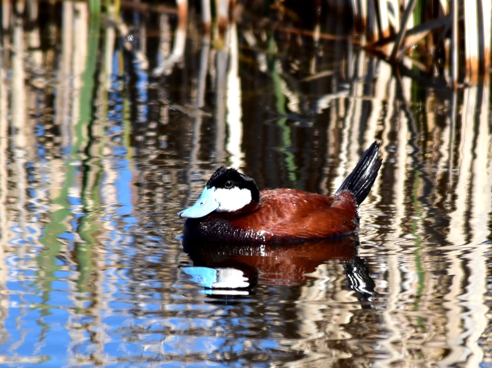 Ruddy duck at Seedskadee National Wildlife Refuge