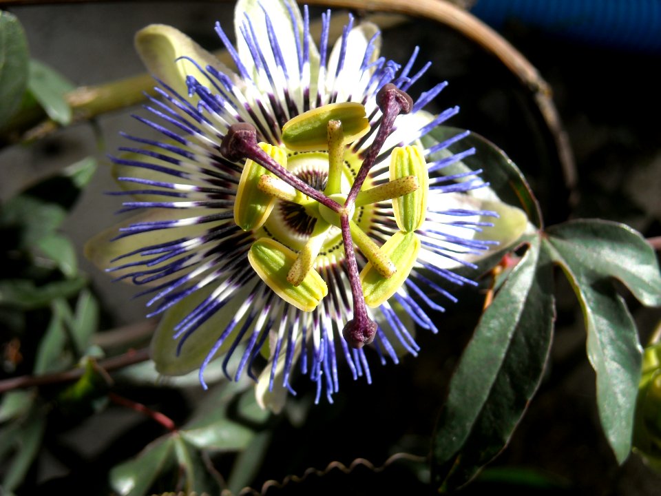 flor de mburucuyá