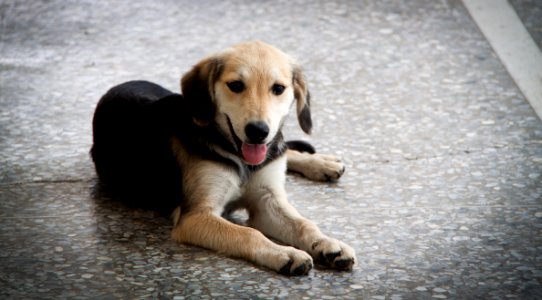 A smiley dog