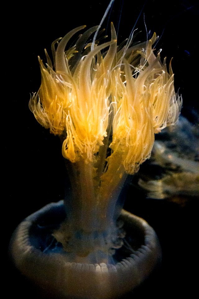 Jellyfish