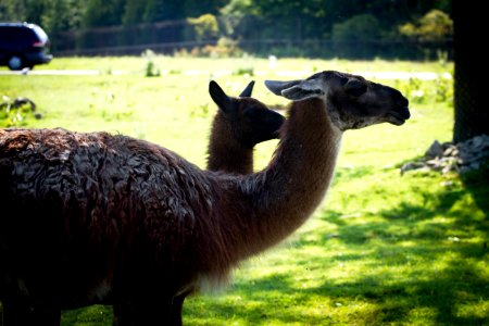 Guanaco photo