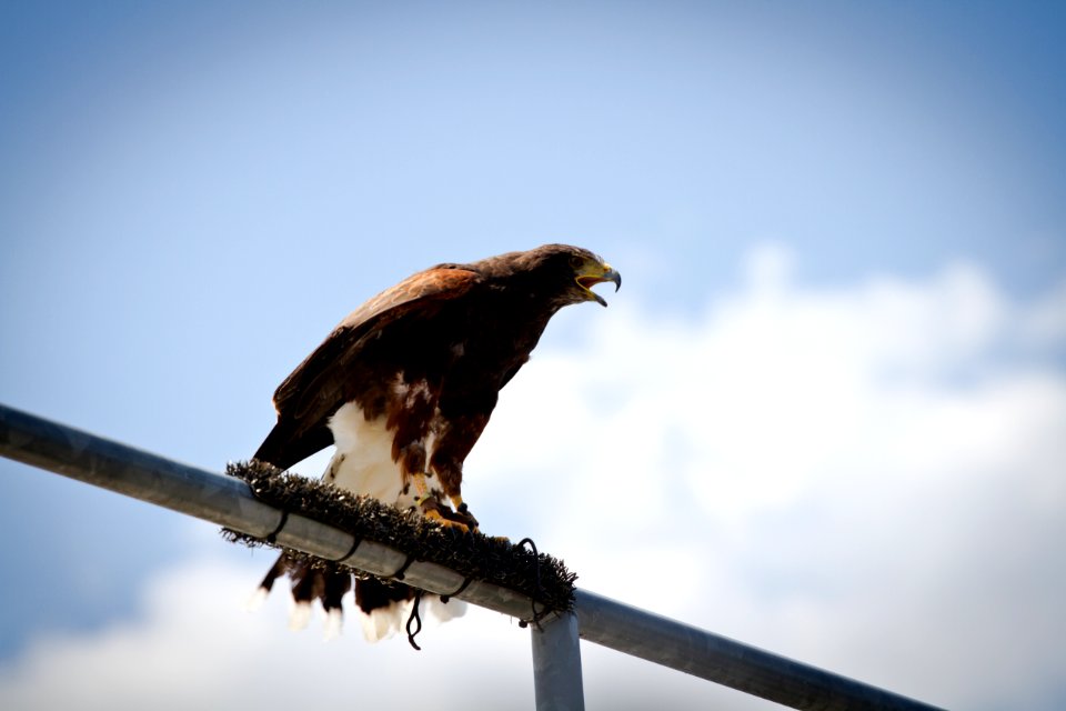 Golden eagle