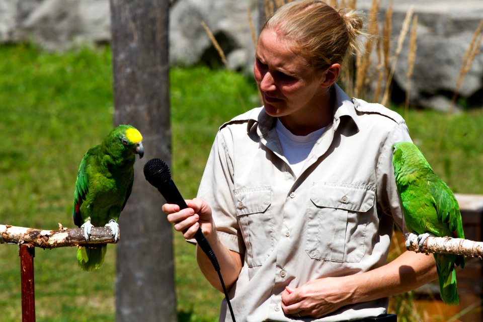 Parrot paradise show @ African Lion Safari