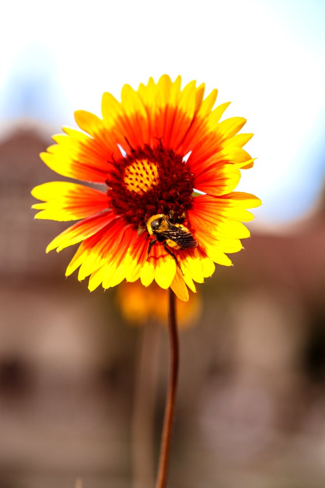 Honeybee on Sunflower