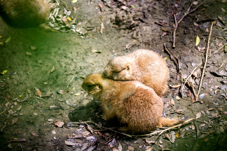 黑尾草原犬鼠 black-tailed prairie dog