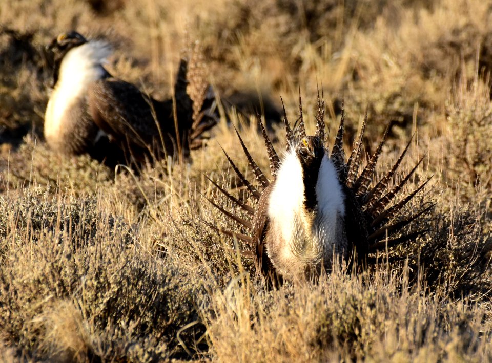 Greater sage-grouse at Seedskadee National Wildlife Refuge