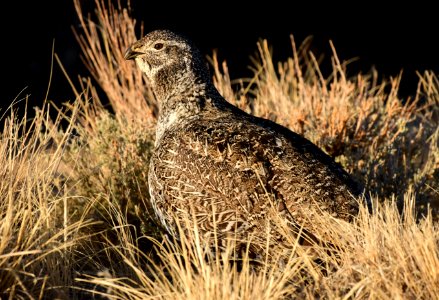 Greater sage-grouse at Seedskadee National Wildlife Refuge