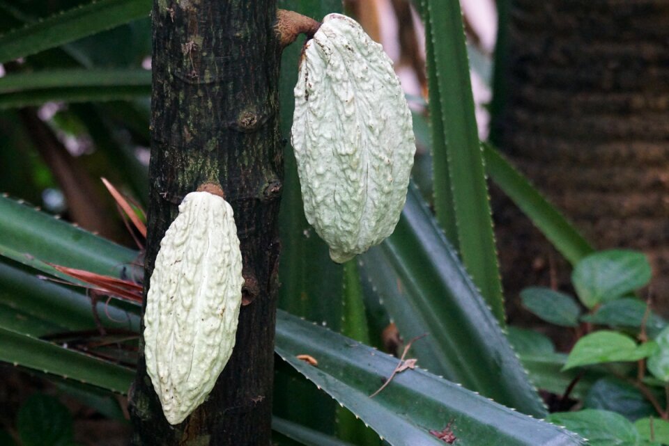 Fruit seeds tropical