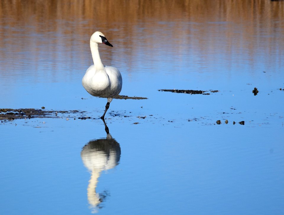 Trumpeter swan at Seedskadee National Wildlife Refuge