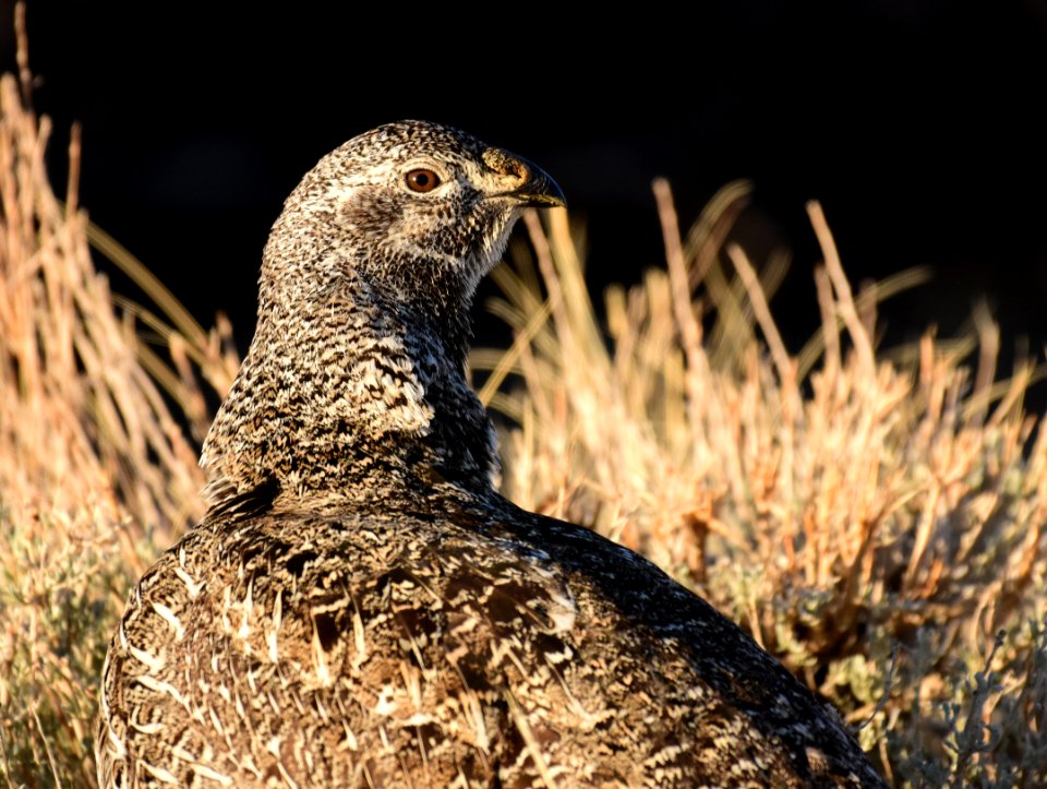 Greater sage-grouse at Seedskadee National Wildlife Refuge