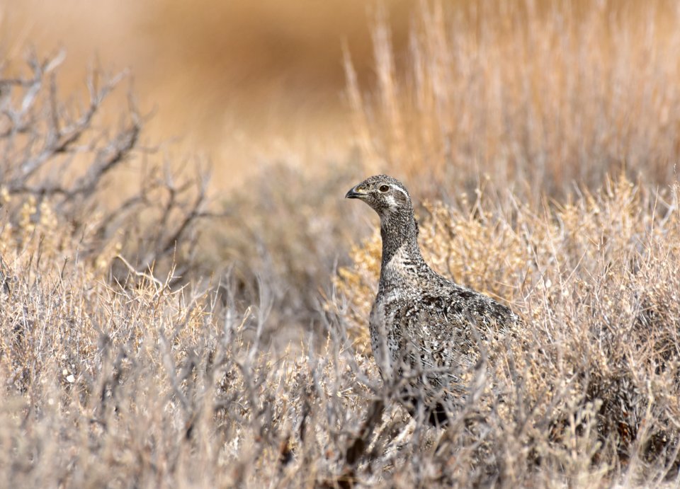 Greater sage-grouse at Seedskadee National Wildlife Refuge