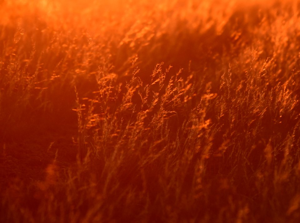 Needle-and-thread backlit by the setting sun at Seedskadee National Wildlife Refuge