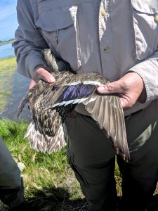 Mallard wing