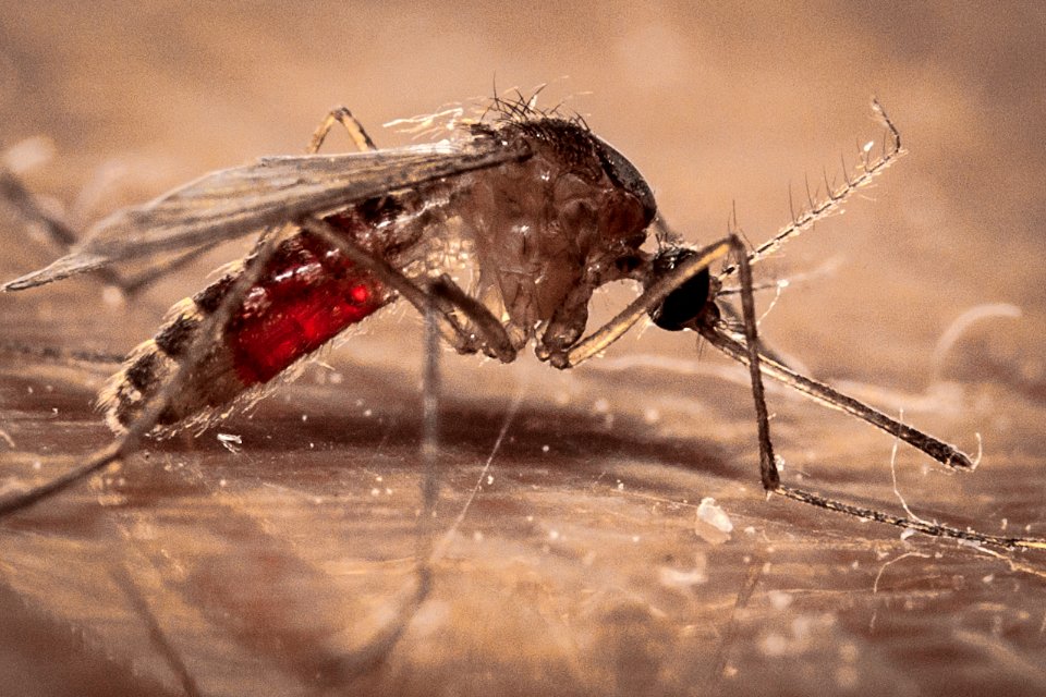 Ms. Mosquito