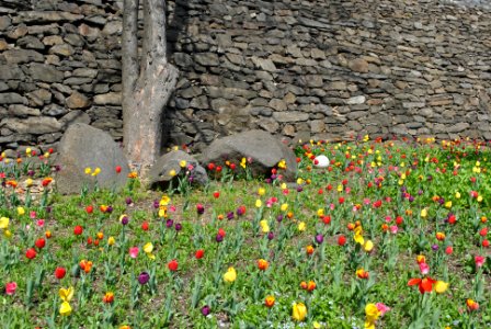 Namsan Park Spring 2016