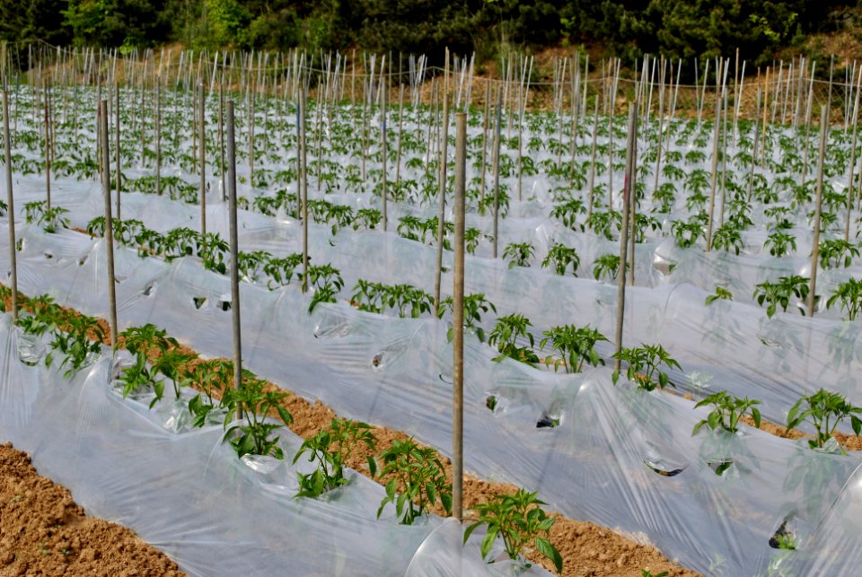 Anmyeondo Farm Area