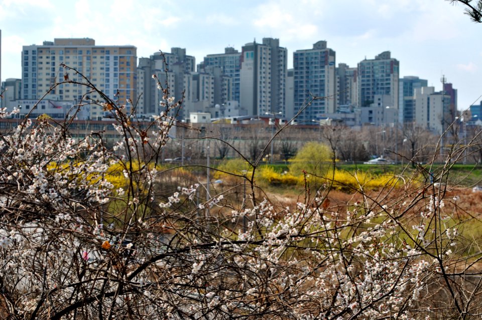 Yeouido Flower Festival