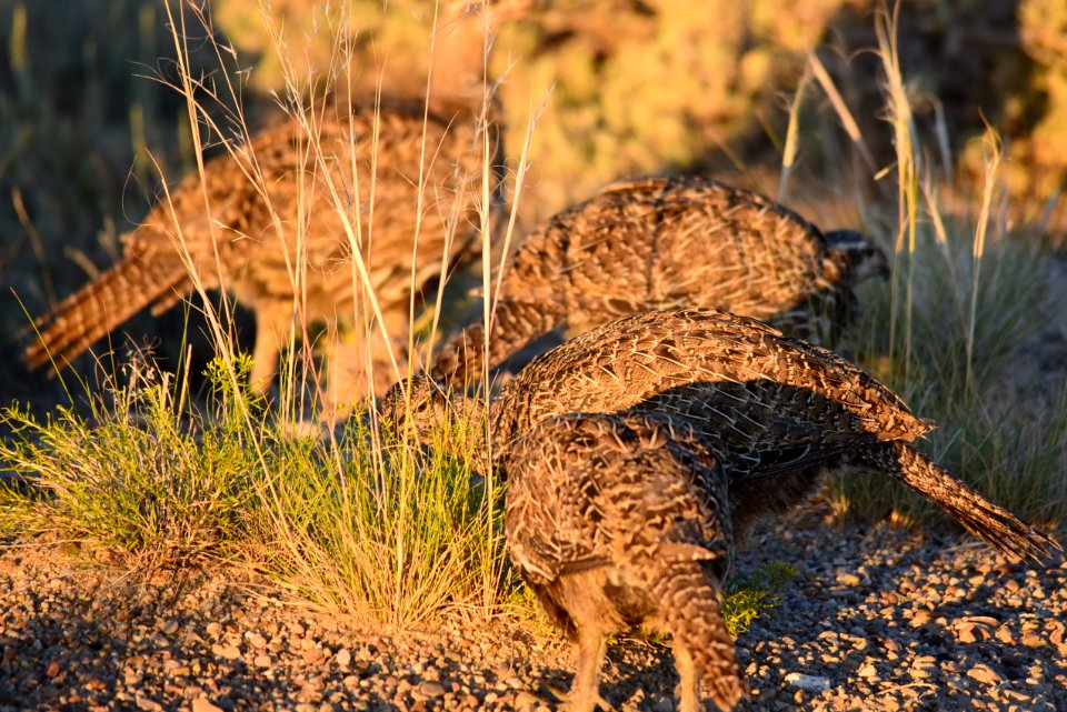 Greater sage-grouse at Seedskadee National Wildlife Refge