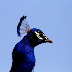 Peafowl