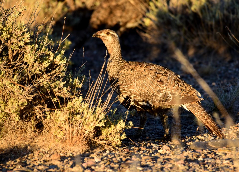 Greater sage-grouse on Seedskadee National Wildlife Refuge