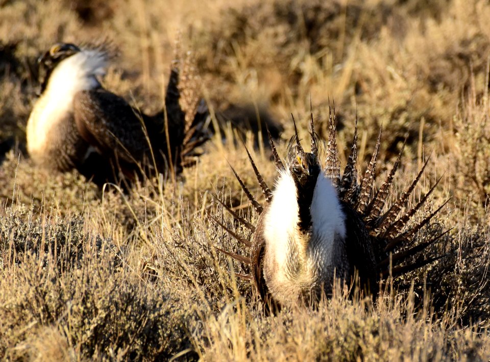 Greater sage-grouse at Seedskadee National Wildlife Refuge