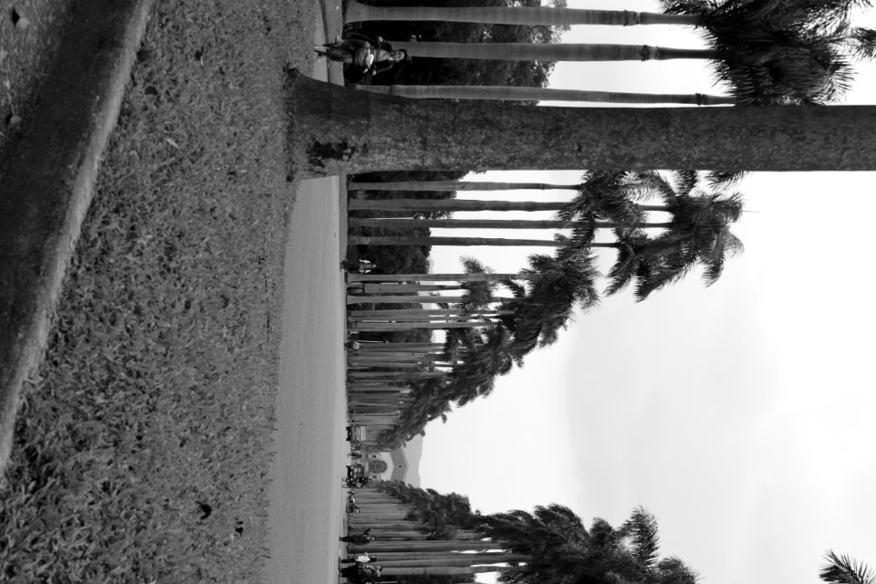 Royal Palm Boulevard @ NTU