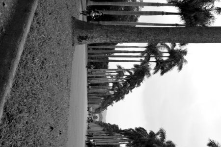 Royal Palm Boulevard @ NTU