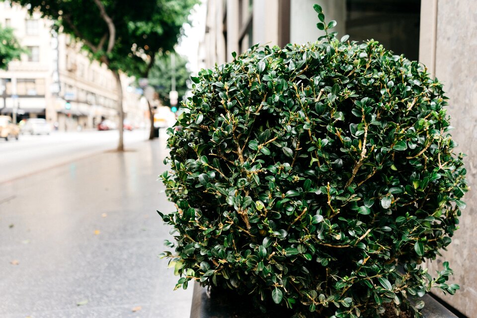 Plant city green city