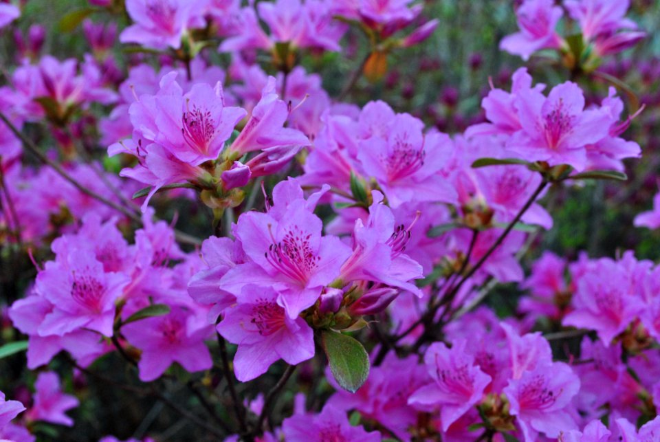 Yeouido Park Spring 2016