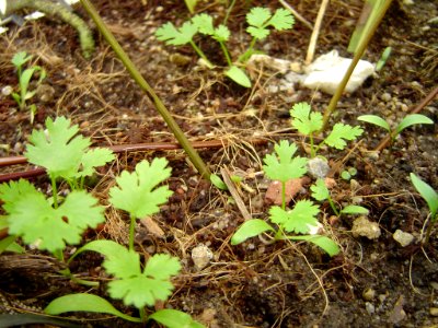 Coriander photo