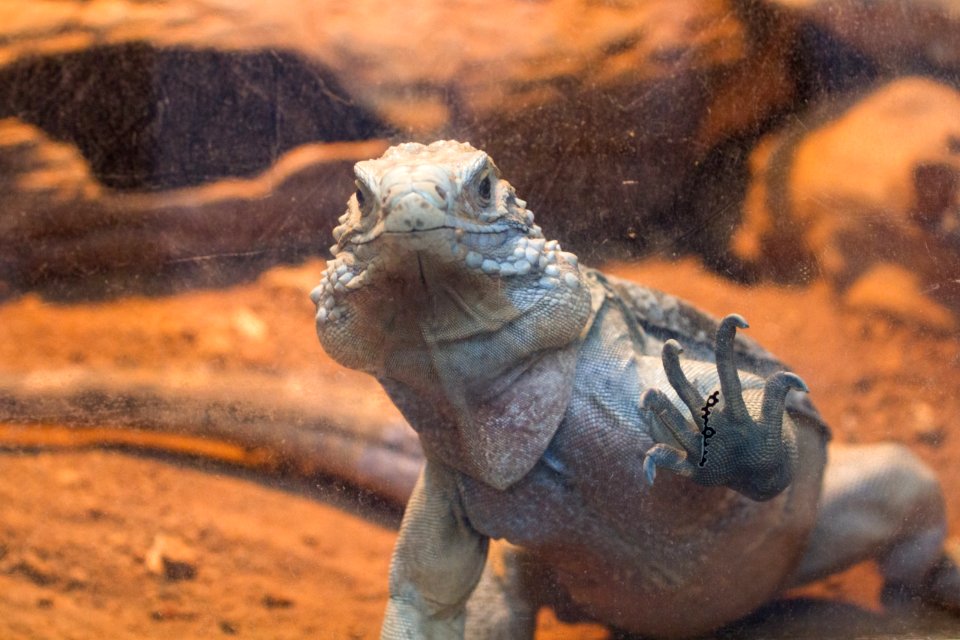 古巴鬣蜥 Cyclura nubila